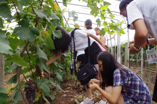 图四 户外拓展-摘葡萄.JPG
